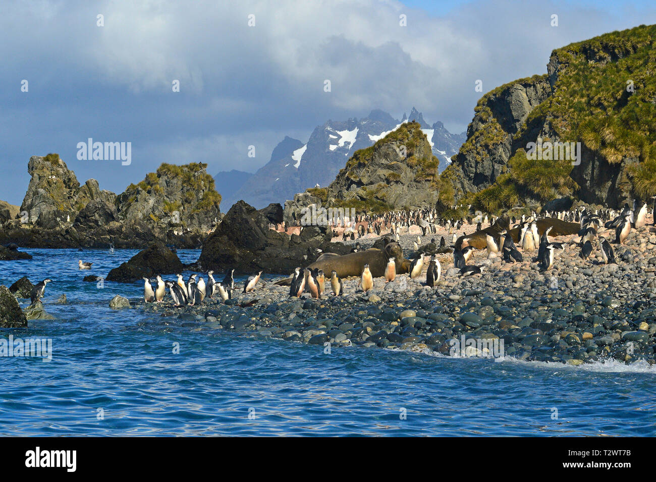 Pinguini Chinstrap (Pygoscelis Antartide), colonia di pinguini sull Isola Georgia del Sud Foto Stock