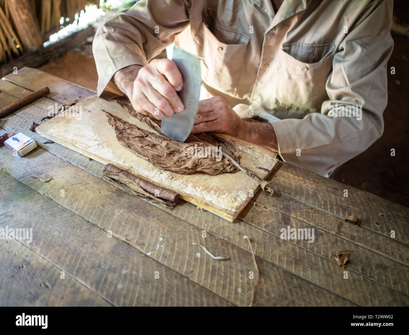 Foglie di tabacco che viene tagliato e laminati in sigari Foto Stock