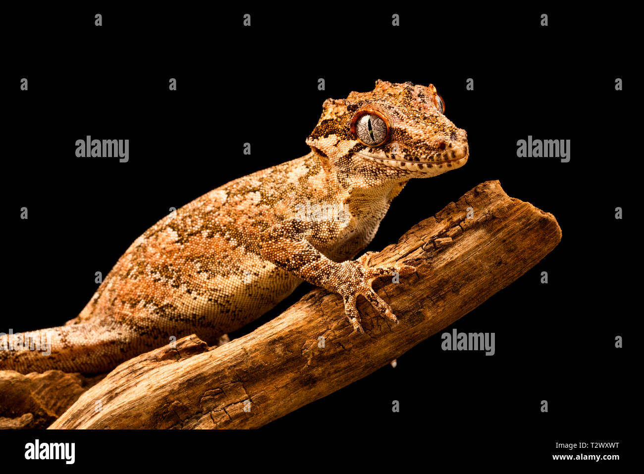 Gargoyle gecko (Rhacodactylus auriculatus) o Nuova Caledonian accidentato Gecko è una specie di GECO si trova solo sul lato meridionale di Nuova Caledonia isola. Foto Stock