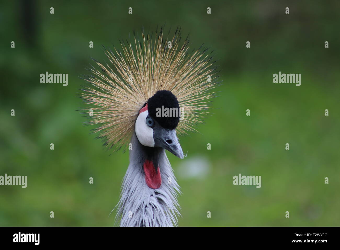 Gru incoronata. È bene essere il re. Di Joe C. Foto Stock