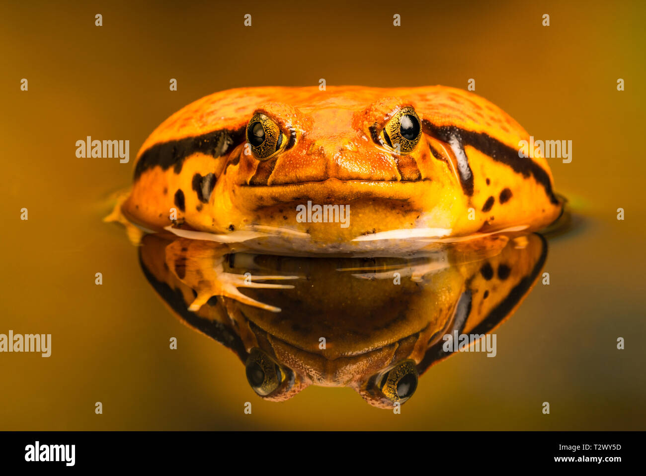 Rana pomodorro (Dyscophus) con riflesso nell'acqua, quando minacciato si gonfia il suo corpo. Rana pomodorro è endemica del Madagascar. Foto Stock