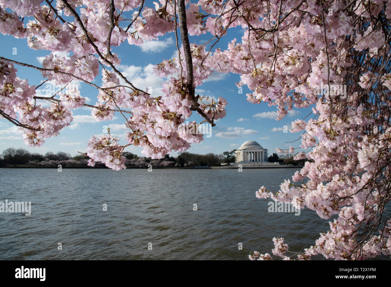 La fioritura dei ciliegi in fiore di picco lungo il bacino di marea con il Jefferson Memorial Aprile 1, 2019 a Washington D.C. La fioritura dei ciliegi nacque nel 1912 come un dono di amicizia da parte del popolo del Giappone. Ogni anno il 29 marzo il National Cherry Blossom Festival è tenuto a celebrare l anniversario del dono dal Giappone. Foto Stock
