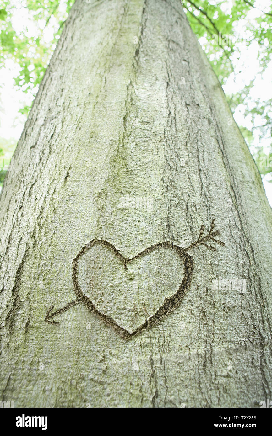 Una freccia e un cuore intagliato in una struttura ad albero Foto Stock