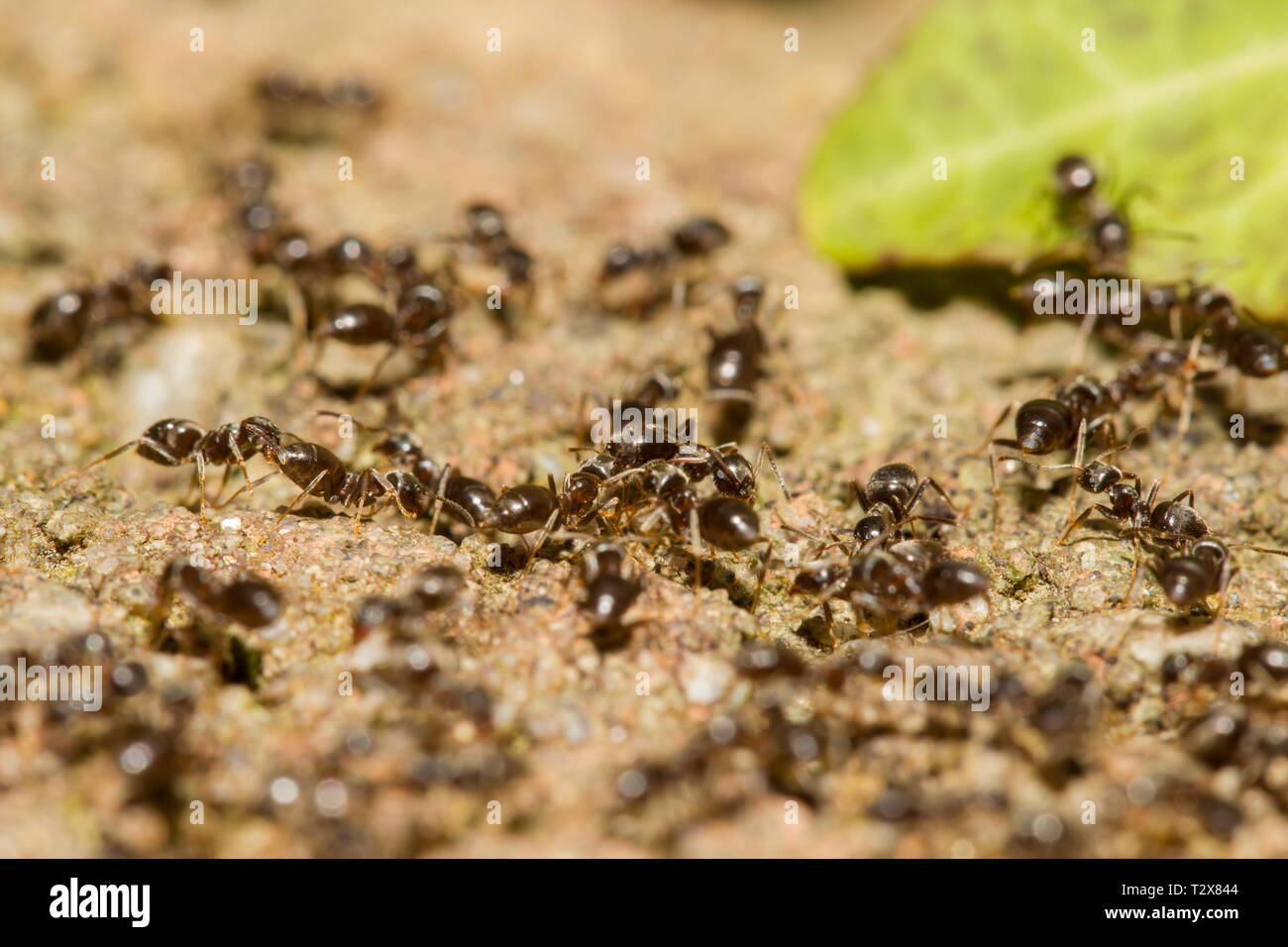 Ameisen, Formicidae, formiche Foto Stock