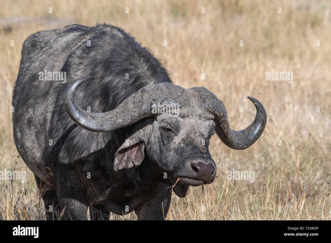 Bufali alimentazione su erba secca da soli nel Maasai Mara Foto Stock
