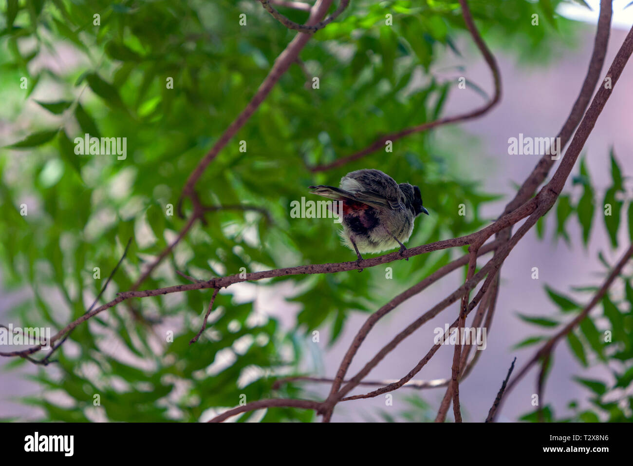 Rosso-ventilato, bulbul Pycnonotus cafer, Jodhpur, Rajasthan, India Foto Stock