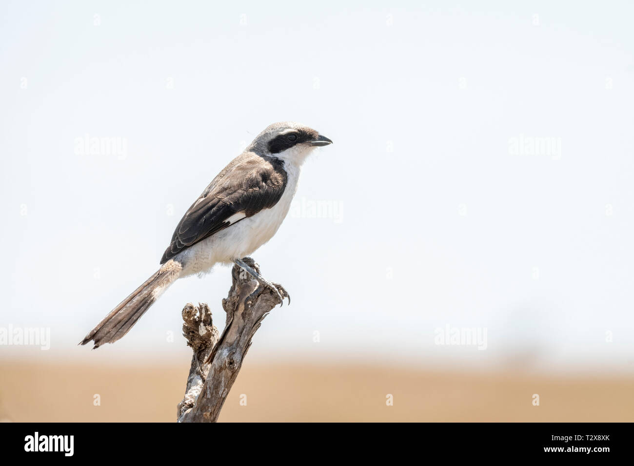 Piccolo uccello in appoggio sul ramoscello nel Maasai Mara Foto Stock