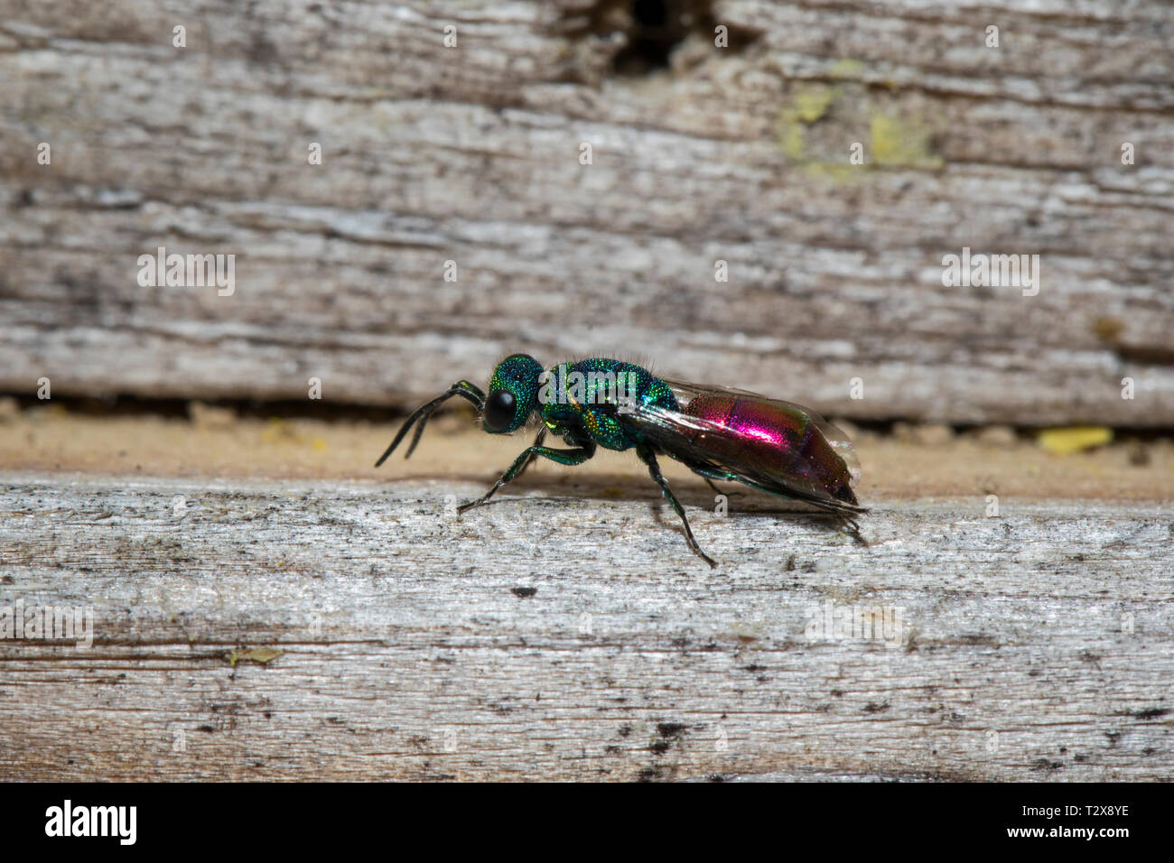 Gemeine Goldwespe, Chrysis ignita, Ruby-tailed wasp Foto Stock