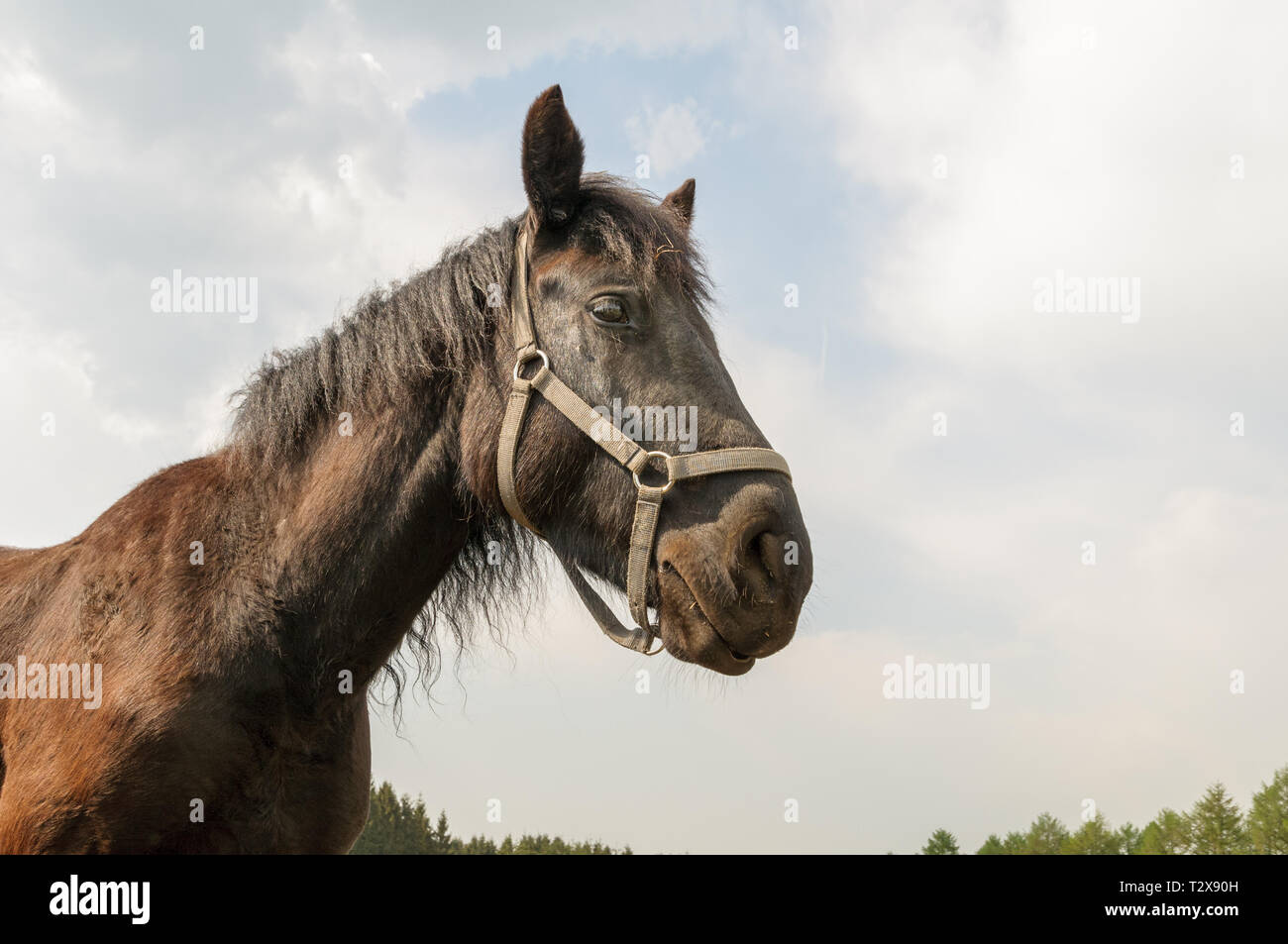 Ritratto di un cavallo marrone con briglia in una giornata di sole e isolati contro un parzialmente cielo velato. Foto Stock
