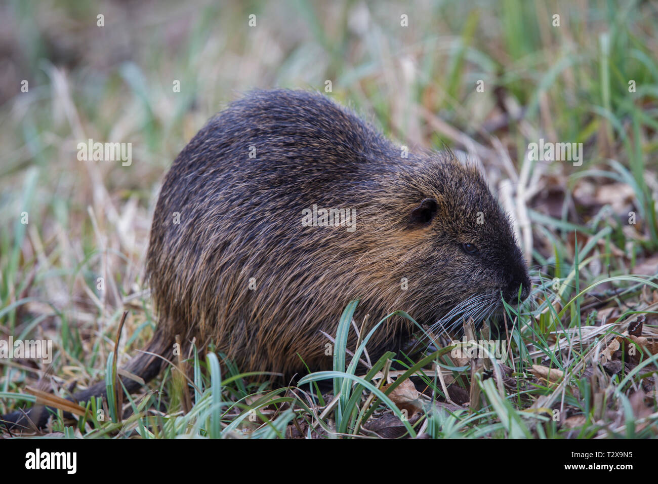 Nutria, Myocastor coypus, coypus Foto Stock