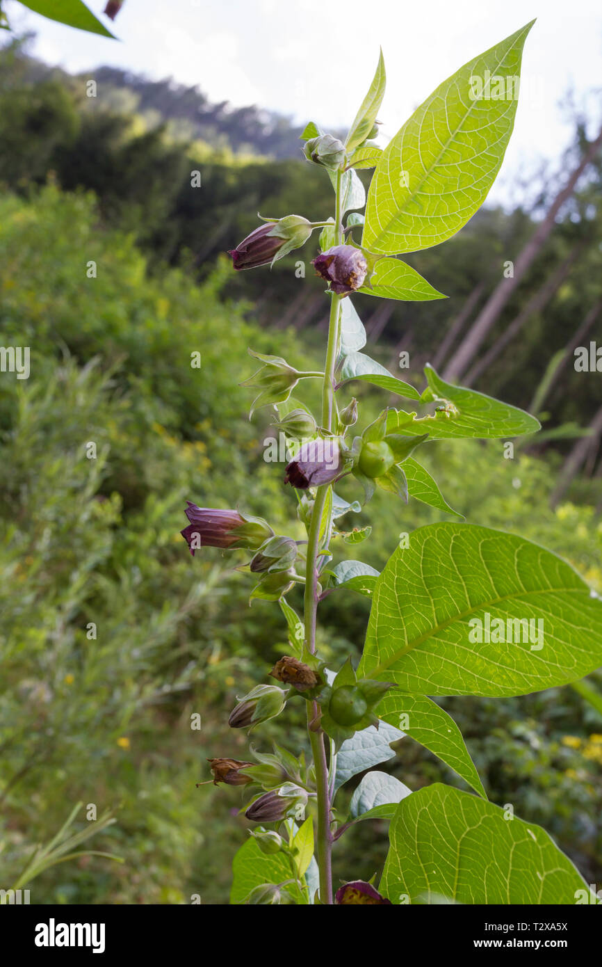 Schwarze Tollkirsche, atropa belladonna, nero belladonna Foto Stock