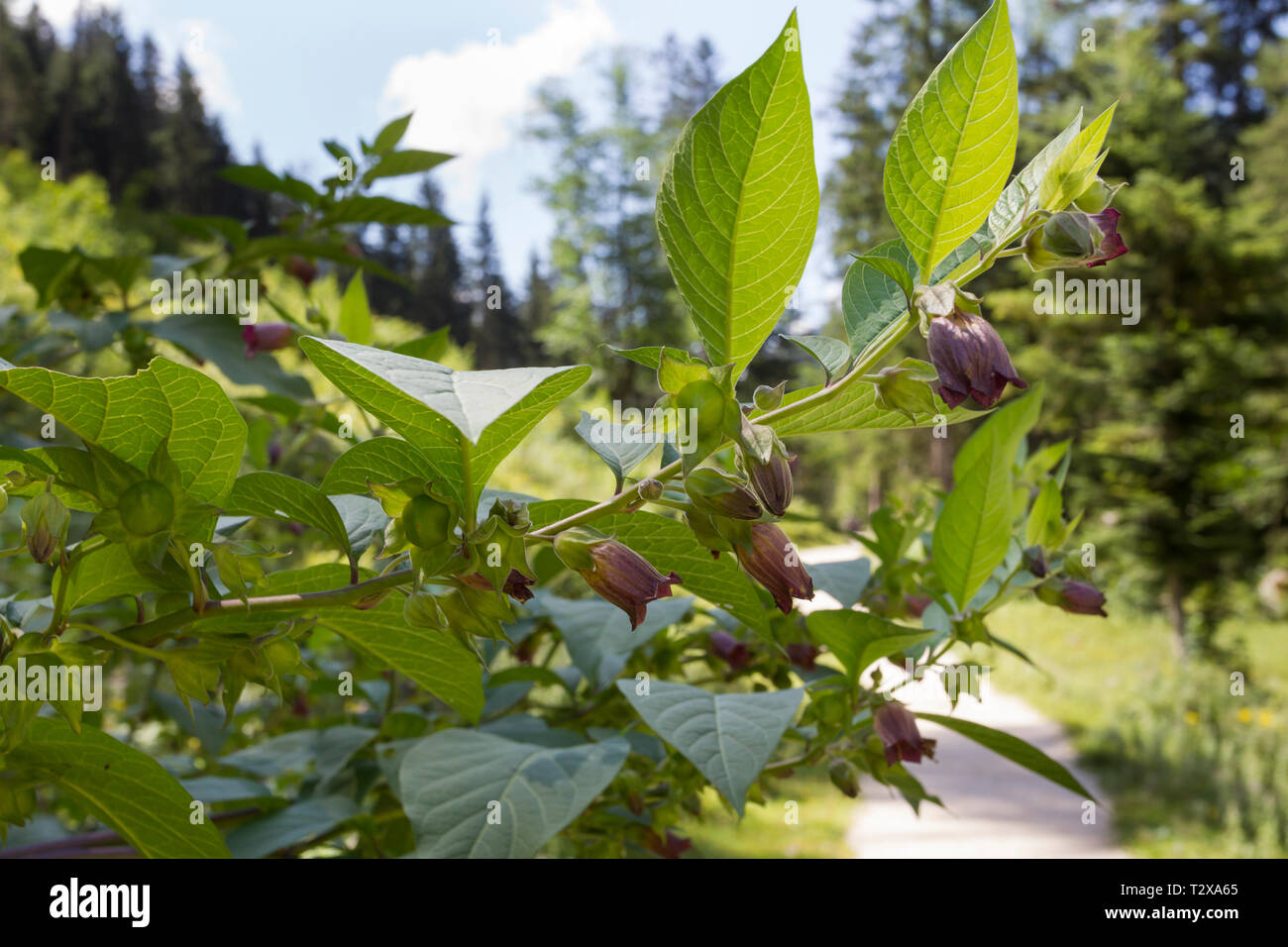 Schwarze Tollkirsche, atropa belladonna, nero belladonna Foto Stock