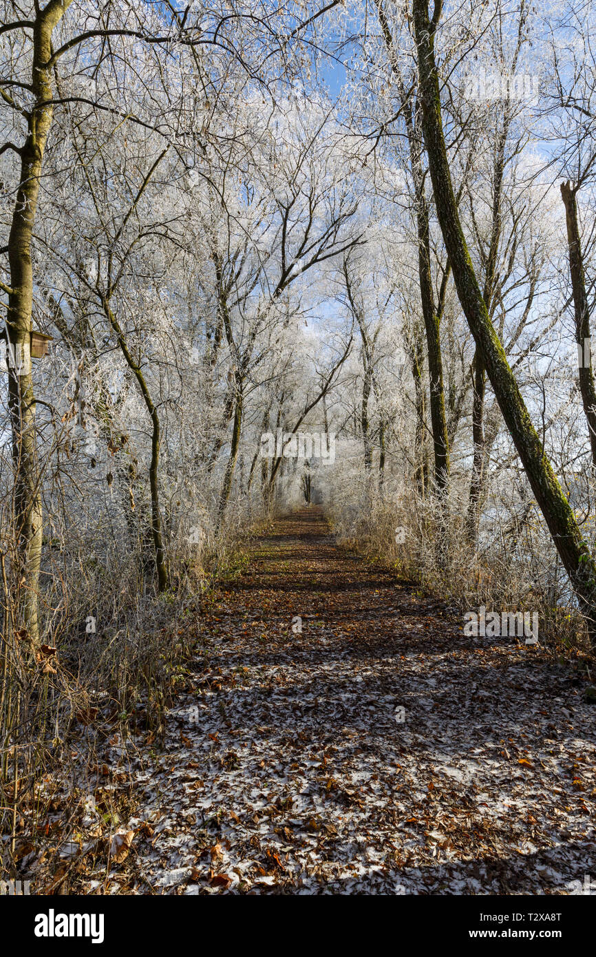 Im Waldweg inverno Foto Stock