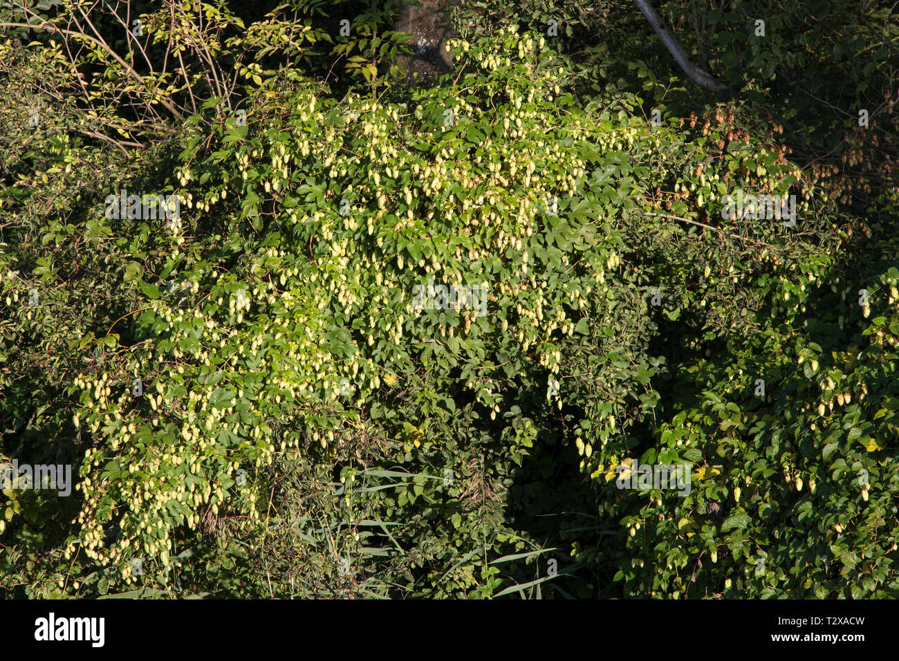 Wilder Hopfen, Humulus lupulus, luppolo Foto Stock Wilder Hopfen, Humulus lupulus, luppolo Foto Stock