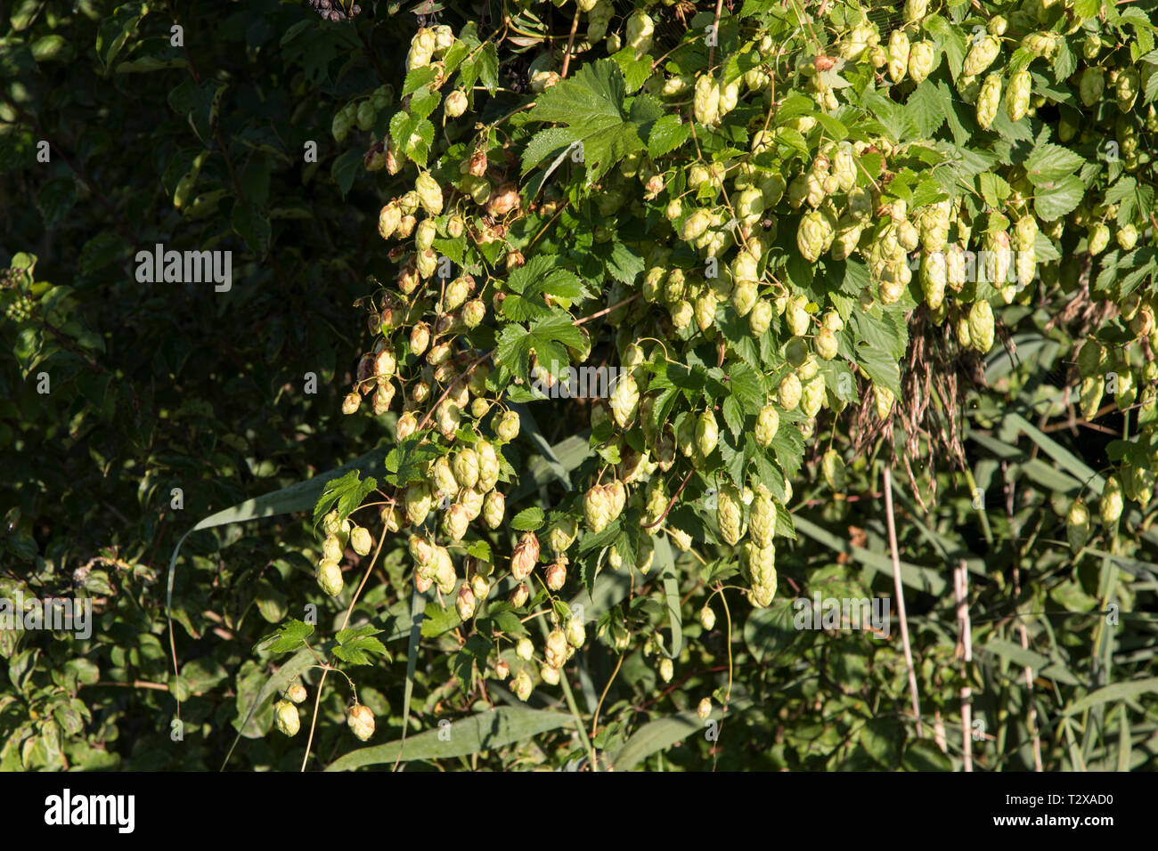 Wilder Hopfen, Humulus lupulus, luppolo Foto Stock