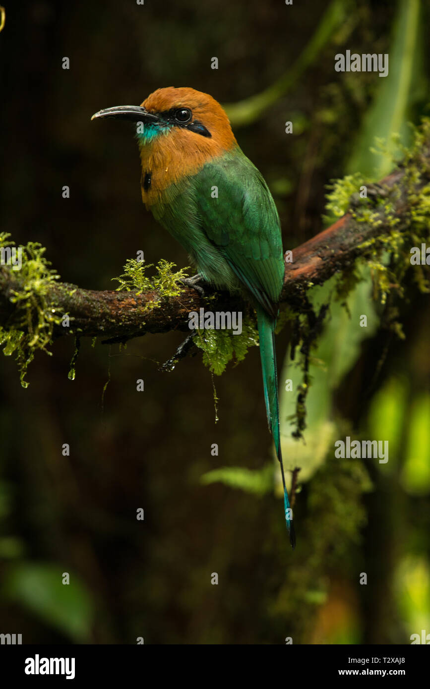 La foresta pluviale del Costa Rica Foto Stock