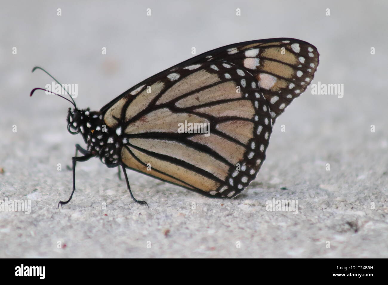 Farfalla Foto Stock