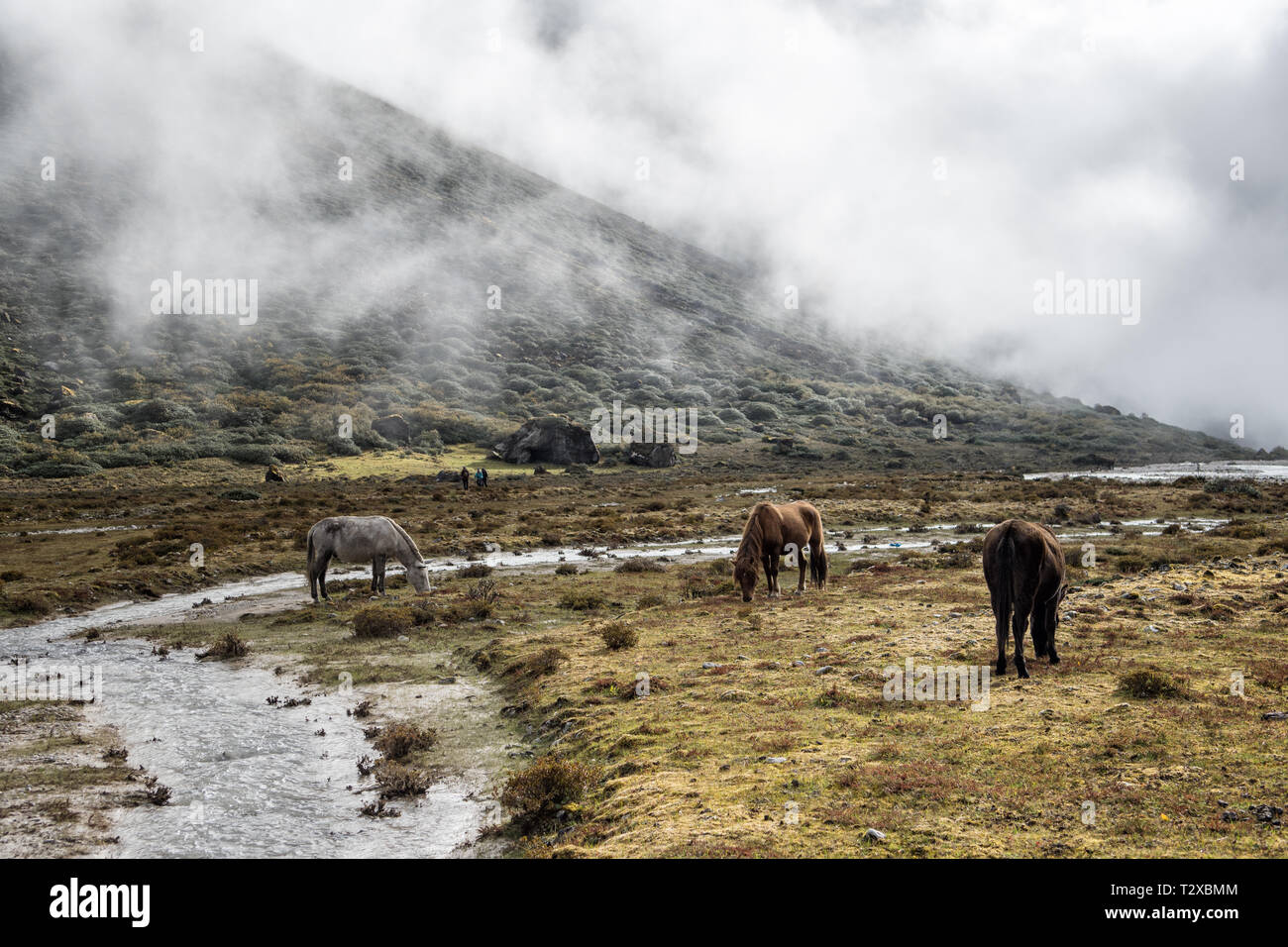 La nebbia e pack animali a Rodophu camp, Gasa distretto, Snowman Trek, Bhutan Foto Stock