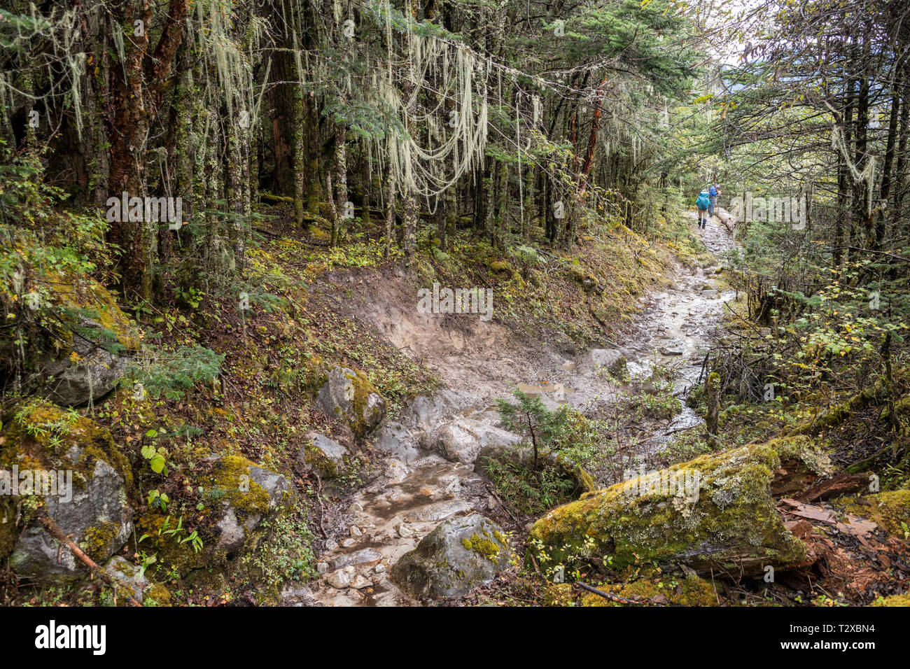 Nella foresta sulla strada per il villaggio di Woche, Gasa distretto, Snowman Trek, Bhutan Foto Stock