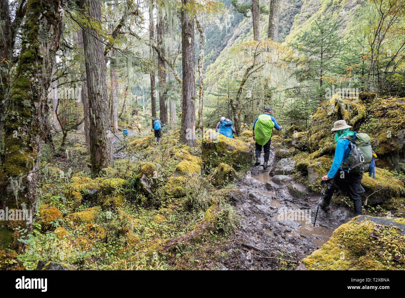 Il trekking nella foresta sul modo per Woche, Gasa distretto, Snowman Trek, Bhutan Foto Stock