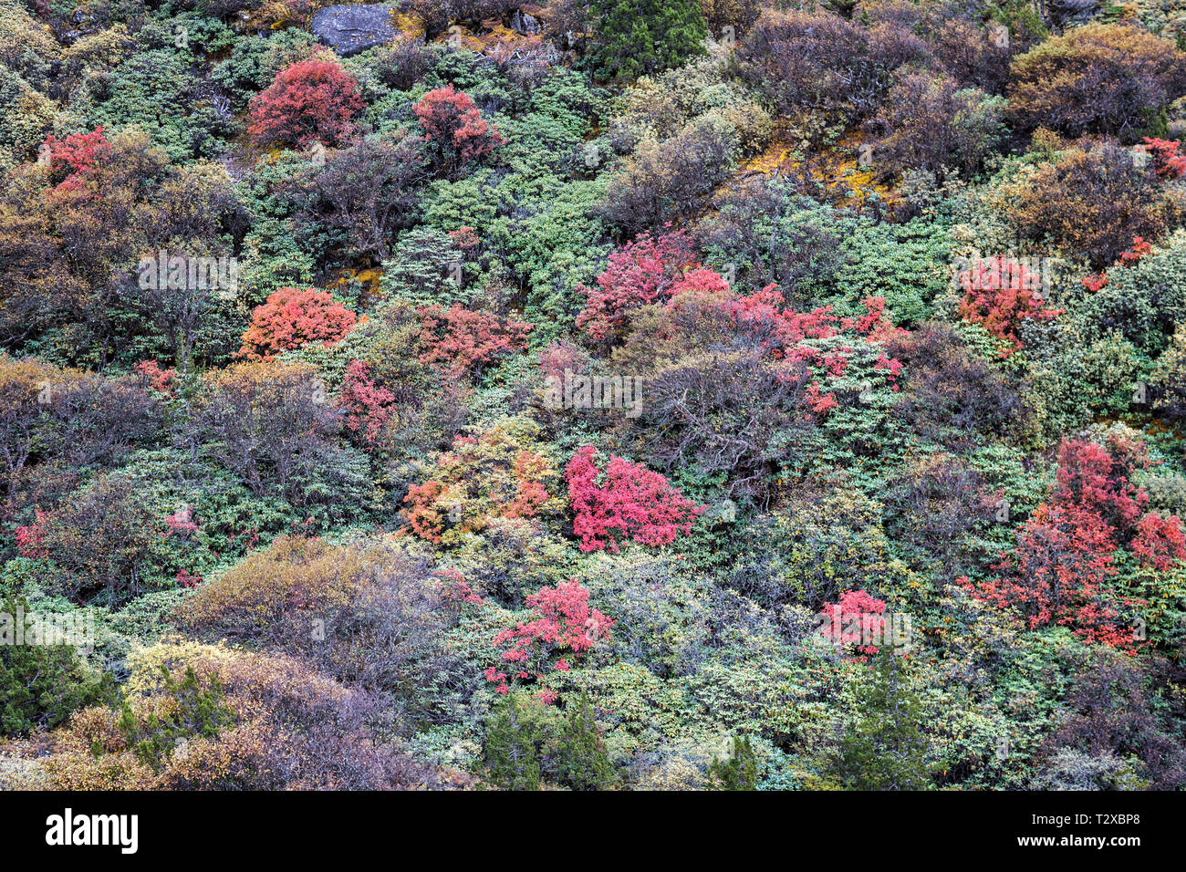 Arbusti colorati in rotta per Thrika, Gasa distretto, Snowman Trek, Bhutan Foto Stock