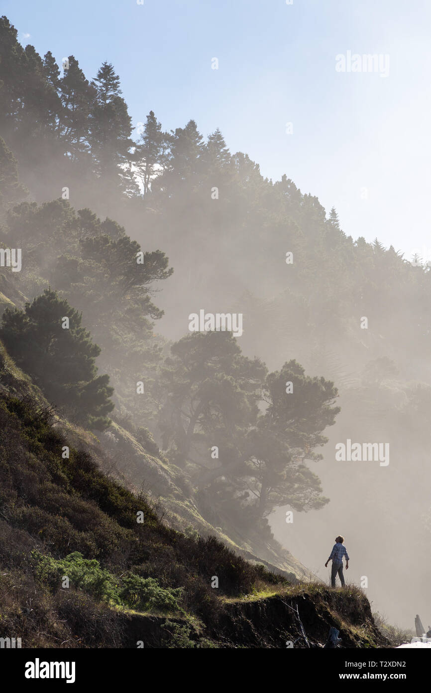 Un uomo guarda su una ripida collina boschiva a Mendocino County, California. Foto Stock