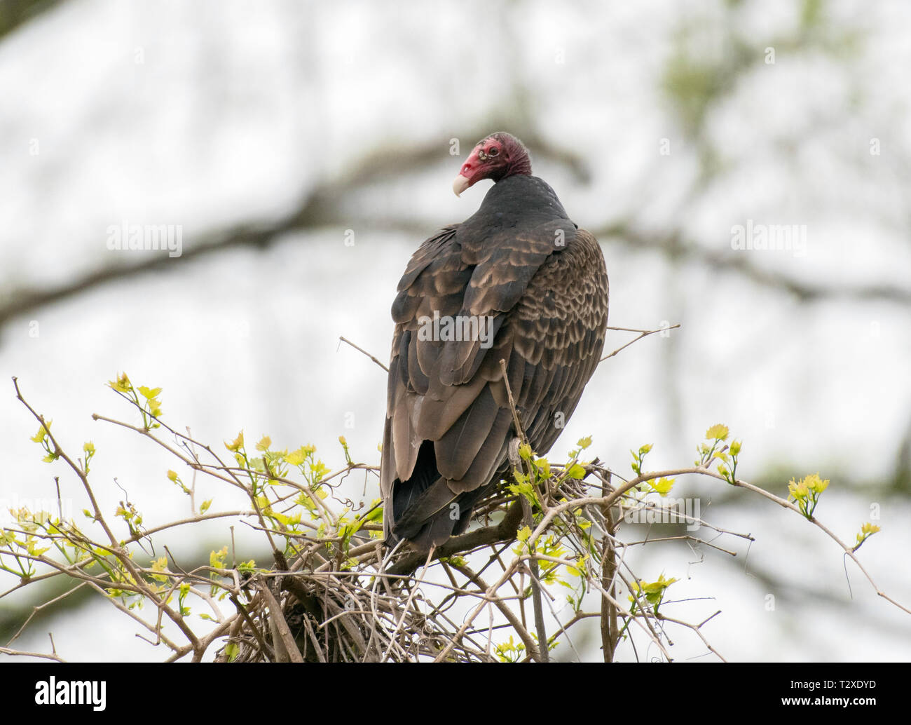 Un tacchino avvoltoio, Cathartes aura, posatoi su un treetop nel nord-ovest della Louisiana. Foto Stock