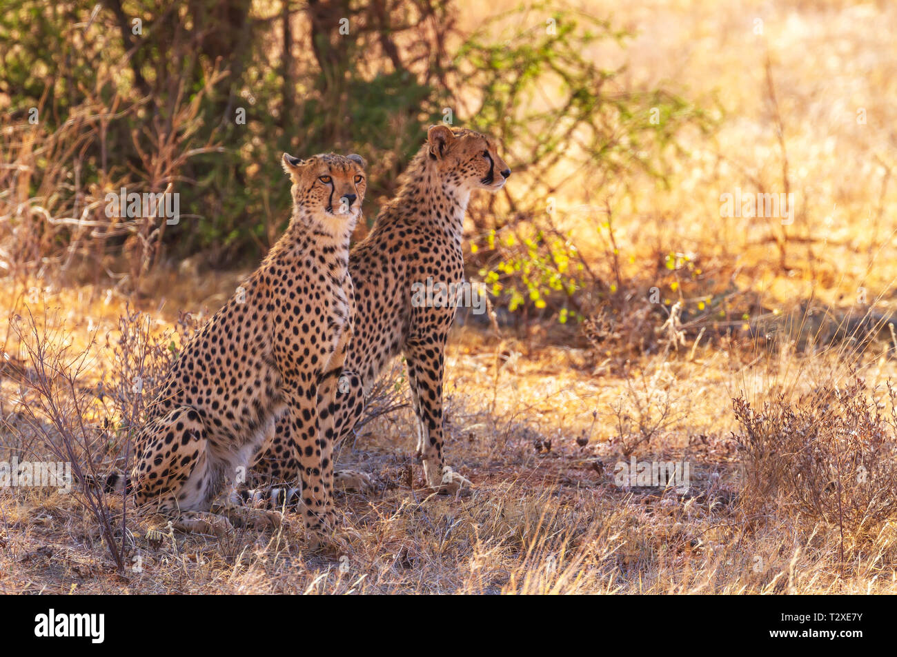 Due macchiato il ghepardo, ghepardi, Acinonyx jubatus, seduta in ombra nella macchia secca in cerca di prede. Samburu riserva nazionale, Kenya, Africa Foto Stock