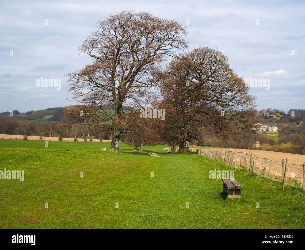 Due vecchi alberi in un campo verde con una panca in legno e una vista sul parco a Yorkshire Sculpture Park, West Yorkshire, Inghilterra Foto Stock