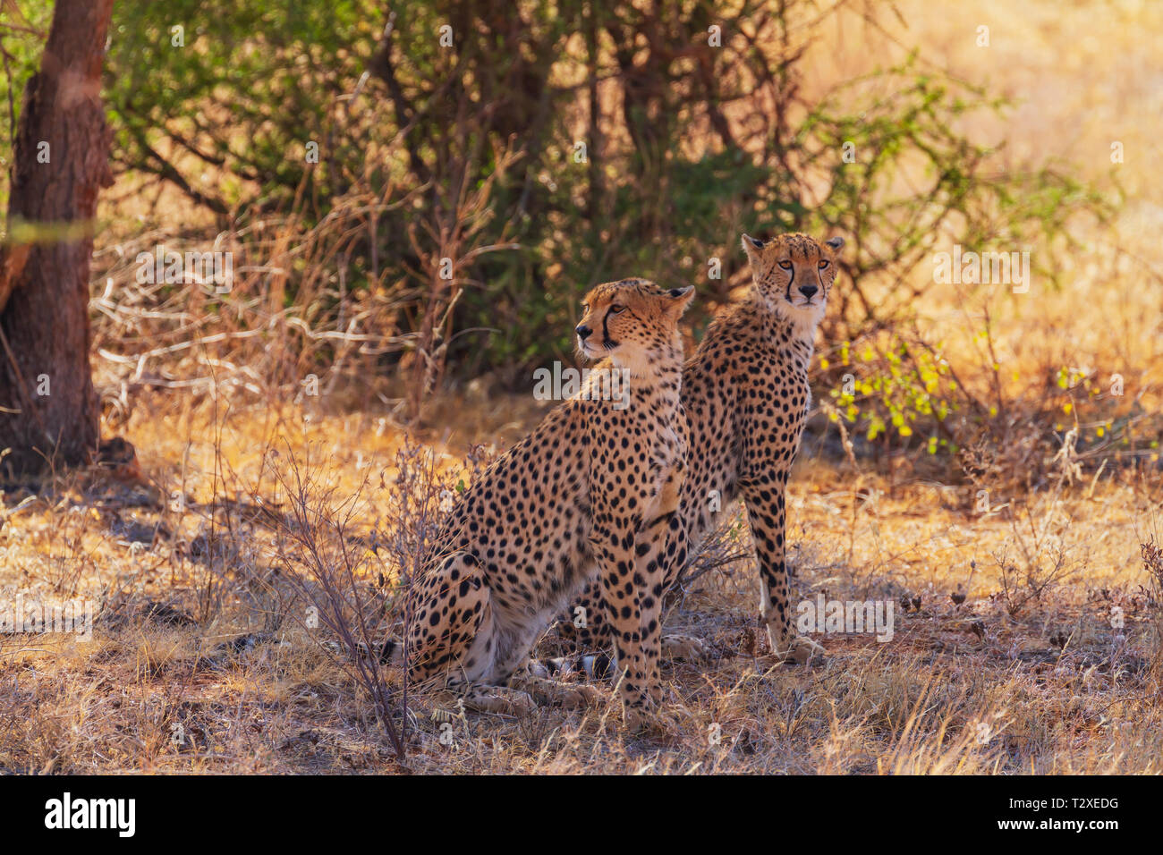 Due macchiato il ghepardo, ghepardi, Acinonyx jubatus, seduta in ombra nella macchia secca in cerca di prede. Samburu riserva nazionale, Kenya, Africa Foto Stock
