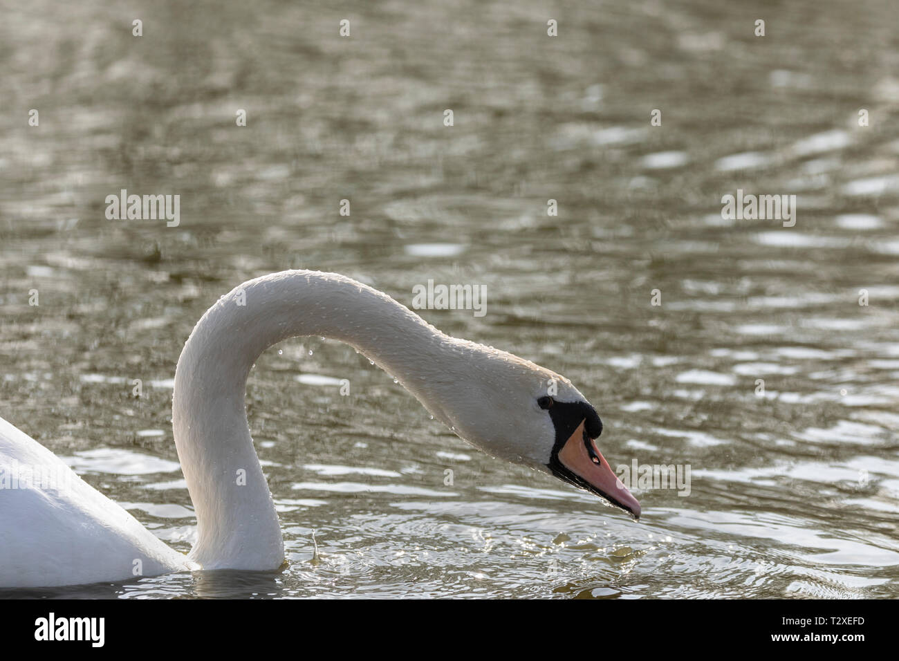 Cigno, (Cygnus olor), Regno Unito - della testa e del collo in dettaglio della sola swan con spazio di copia Foto Stock