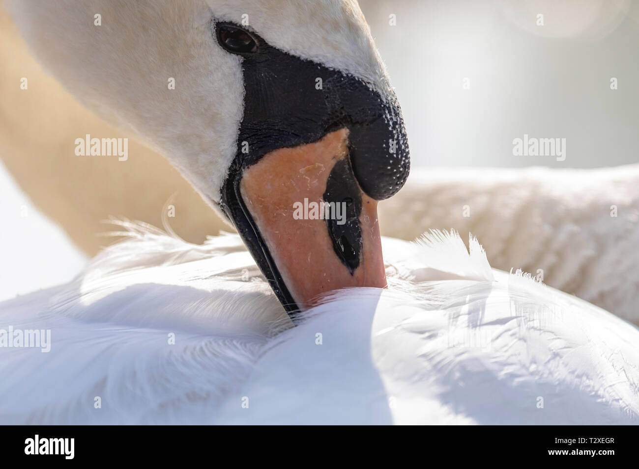Cigno, (Cygnus olor), Regno Unito - in prossimità della testa di dettaglio del singolo preening swan e pulizia il suo piumaggio Foto Stock