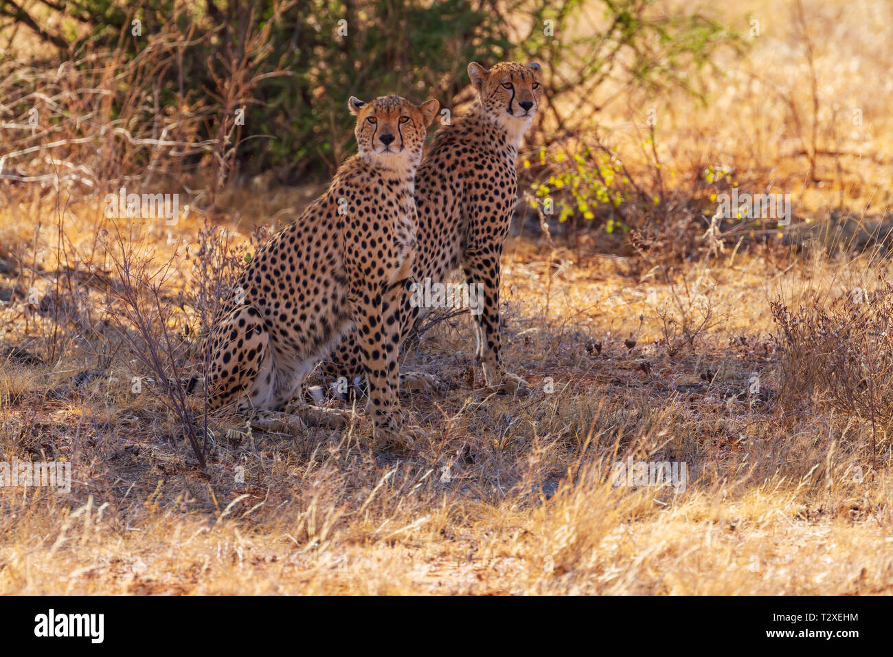 Due macchiato il ghepardo, ghepardi, Acinonyx jubatus, seduta in ombra nella macchia secca in cerca di prede. Samburu riserva nazionale, Kenya, Africa Foto Stock