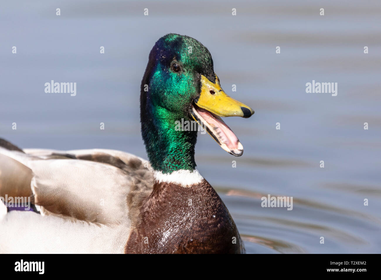 Ritratto laterale di un singolo maschio Mallard duck (Anas platyrhynchos) nuotare in un lago calmo con la sua distinta aperta come se ridere, England, Regno Unito Foto Stock