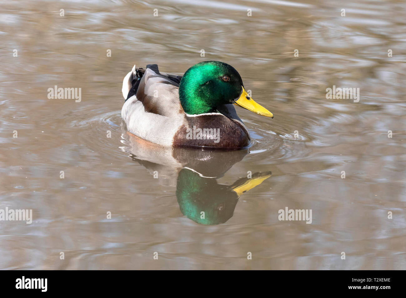 Ritratto laterale di un singolo maschio Mallard duck (Anas platyrhynchos) nuotare in un lago, England, Regno Unito Foto Stock