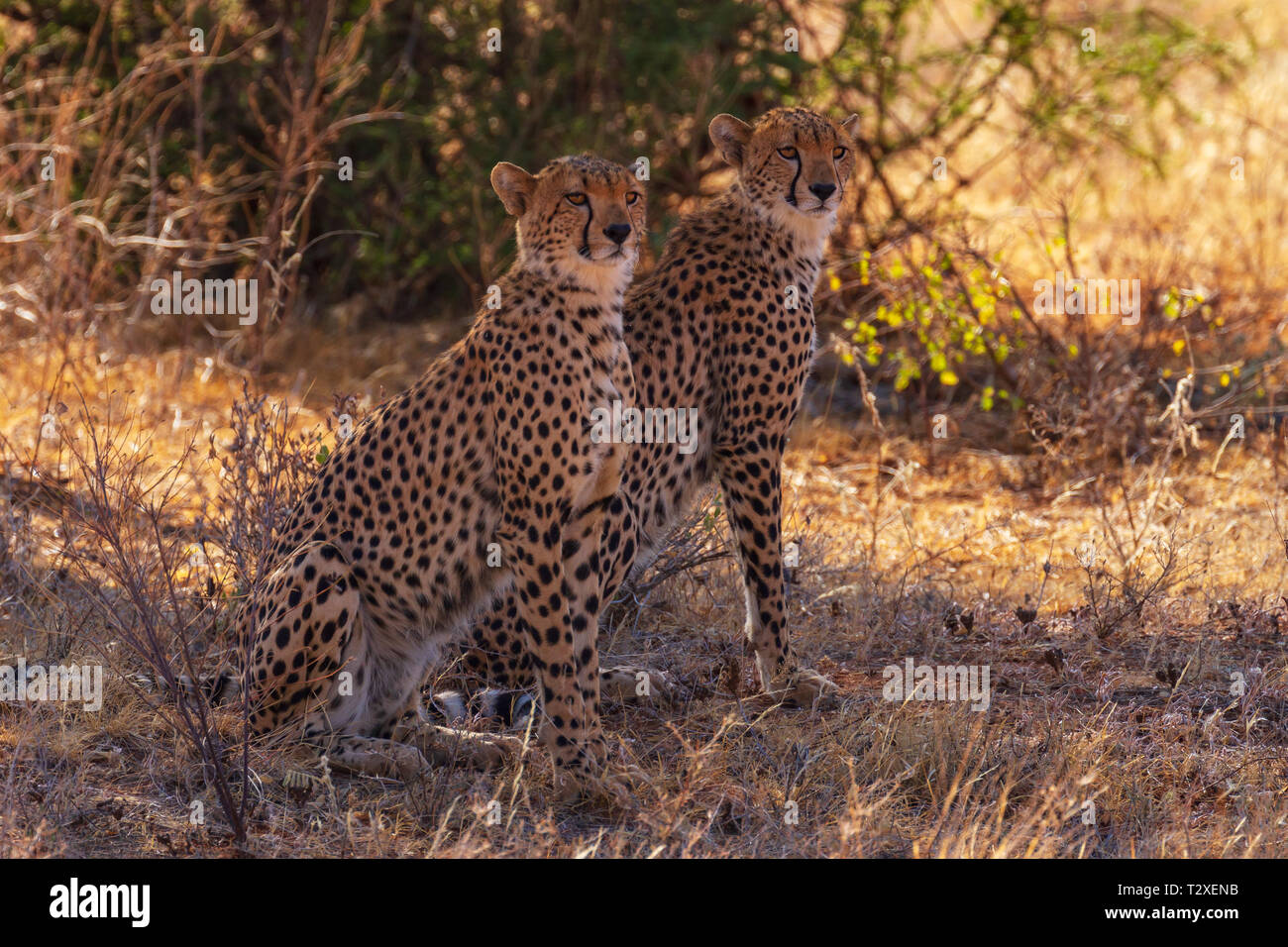 Due macchiato il ghepardo, ghepardi, Acinonyx jubatus, seduta in ombra nella macchia secca in cerca di prede. Samburu riserva nazionale, Kenya, Africa Foto Stock
