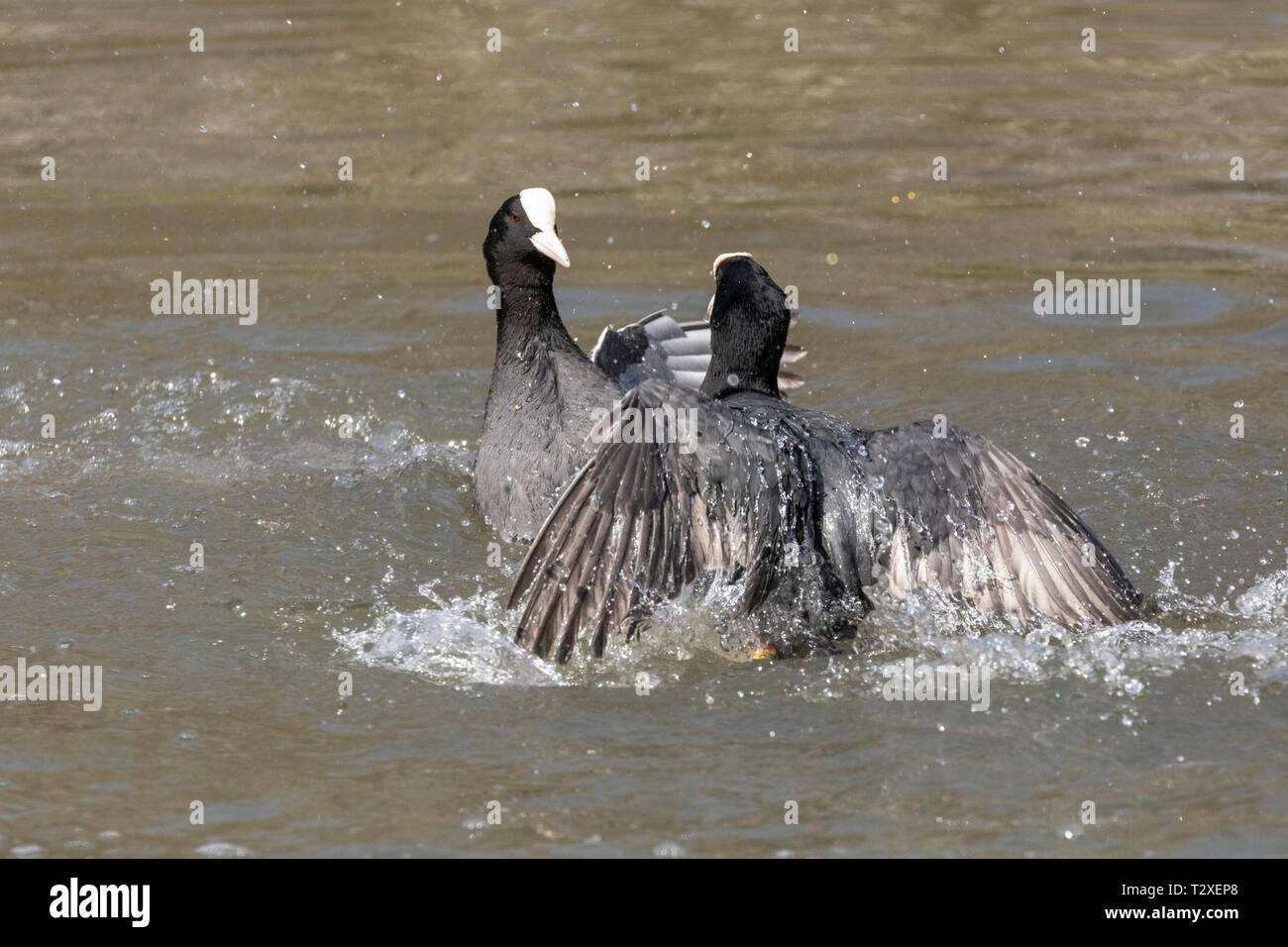 Azione girato due comuni folaghe (fulica atra) combattendo in un lago con i dettagli di piuma e uno spruzzo di acqua si vede chiaramente. Foto Stock