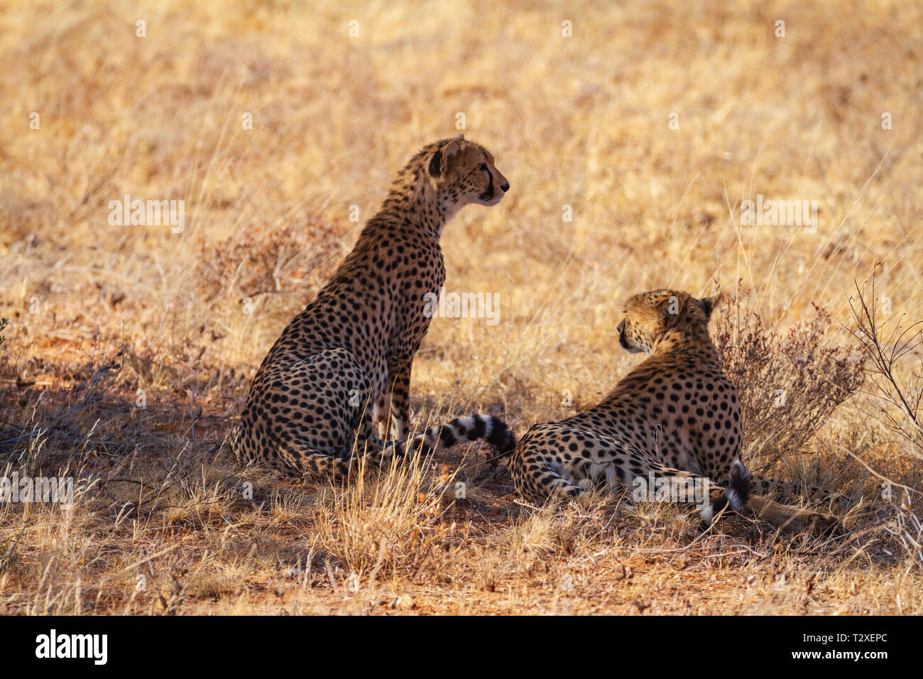 Due ghepardi, Acinonyx jubatus, all'ombra di alberi, che affaccia sulla macchia secca per la preda per la caccia. Samburu riserva nazionale, Kenya, Africa. Foto Stock