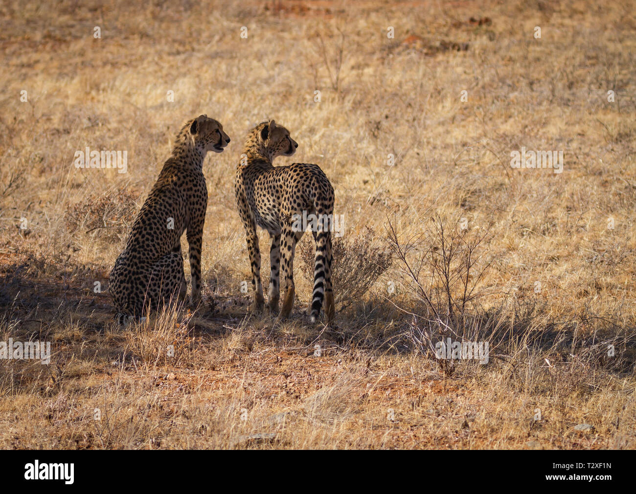 Due ghepardi, Acinonyx jubatus, all'ombra di alberi, che affaccia sulla macchia secca per la preda per la caccia. Samburu riserva nazionale, Kenya, Africa. Foto Stock
