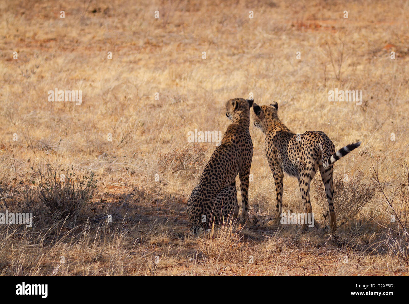 Due ghepardi ghepardo Acinonyx jubatus, all'ombra di alberi, che affaccia sulla macchia secca per la preda per la caccia. Samburu riserva nazionale, Kenya, Africa. Foto Stock