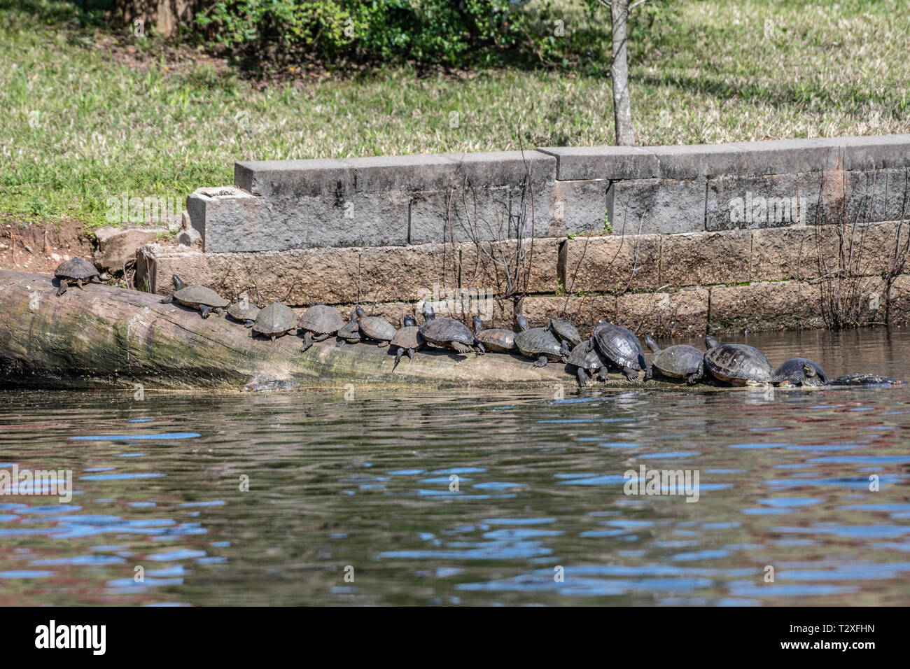 Una folla di 17 rosso-eared slider turtle, Trachemys scripta elegans, poggia su un registro ad un parco stagno in Shreveport, La., U.S.A. Foto Stock