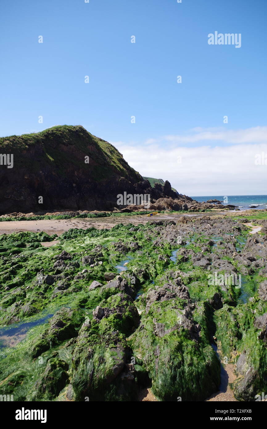 Shippen e Mouthwell Beach a bassa marea su una soleggiata giornata d'estate. Speranza Cove, South Devon, Regno Unito. Foto Stock