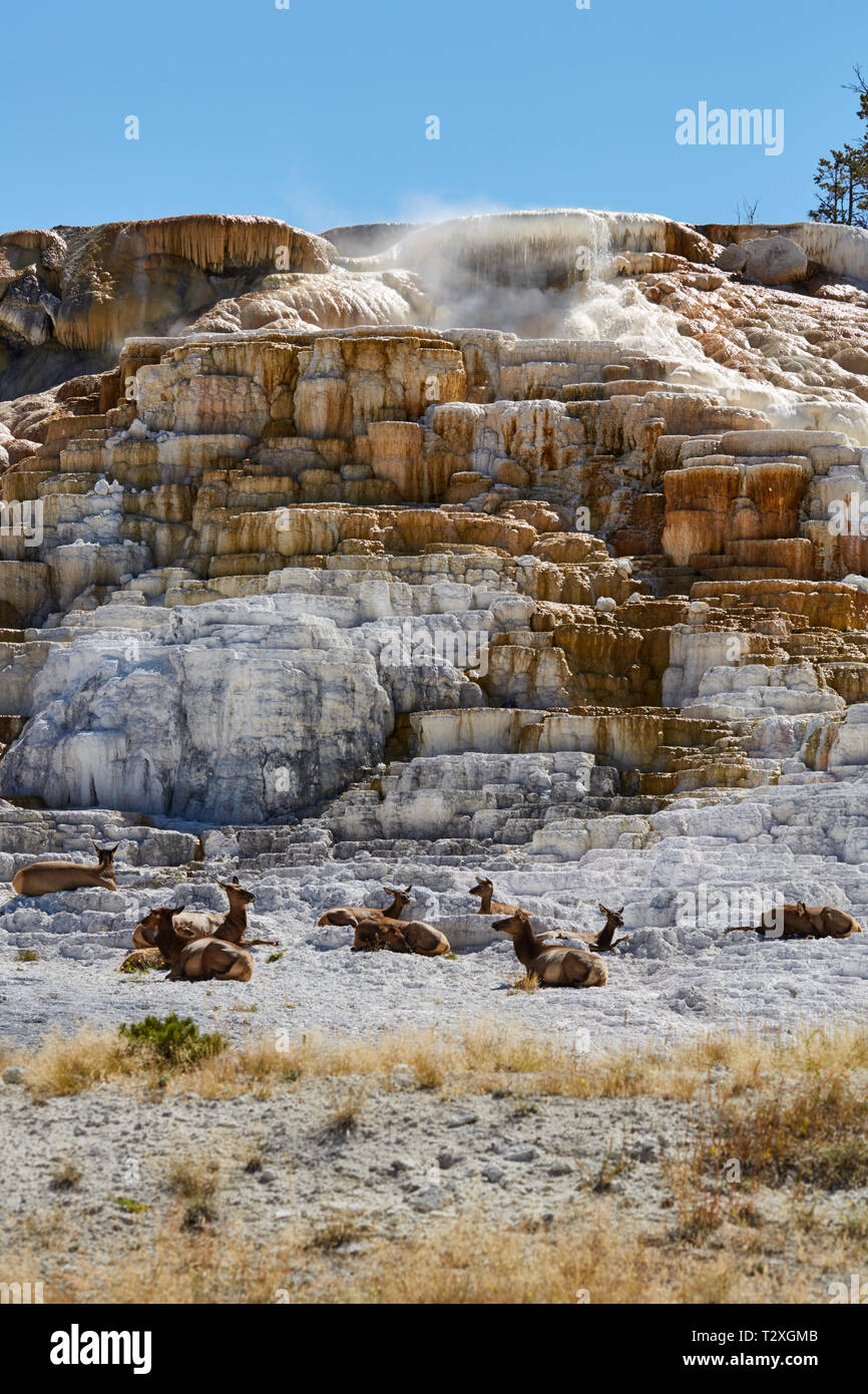 Allevamento di Elk rilassante a terrazze di Mammoth Hot Springs nel Parco Nazionale di Yellowstone Foto Stock