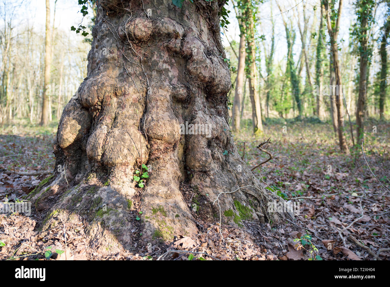 Close-up di un tronco di albero con nodi in una foresta Foto stock - Alamy