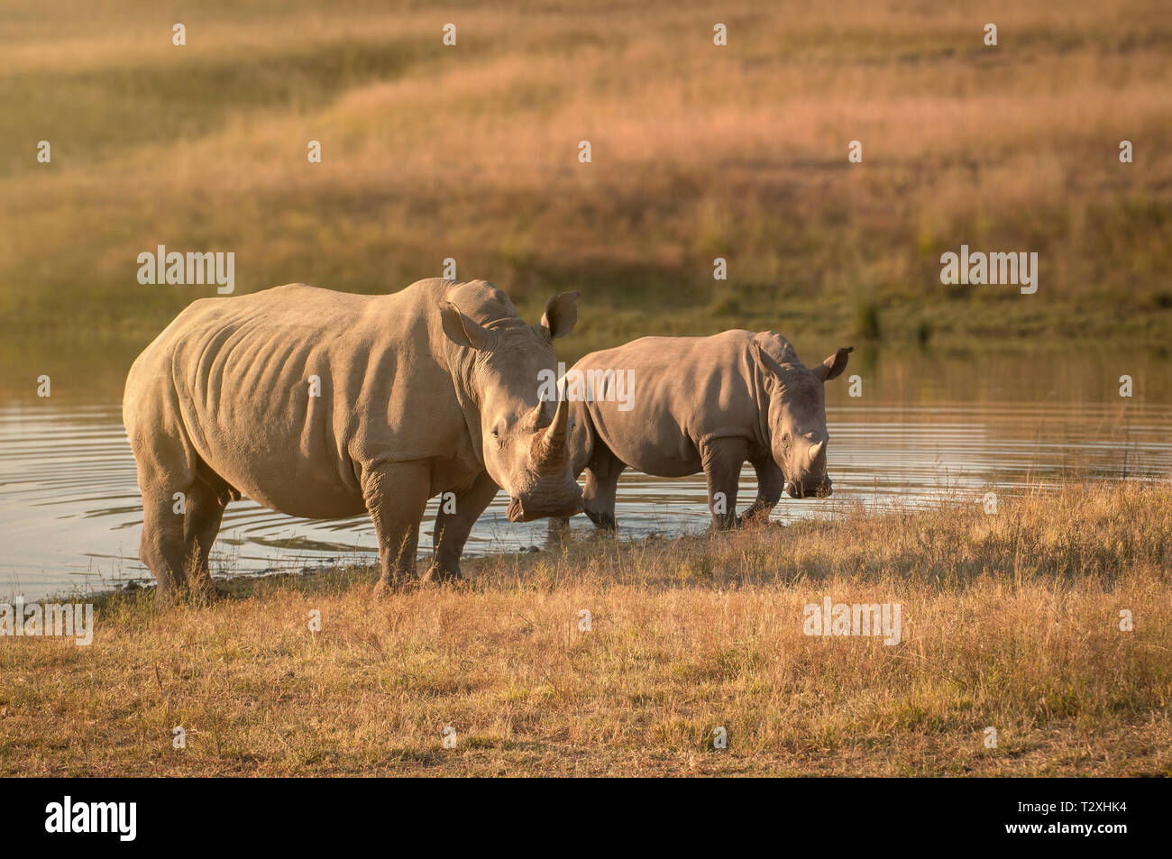 Il Sud Africa a labbro quadrato rinoceronte con vitello Foto Stock