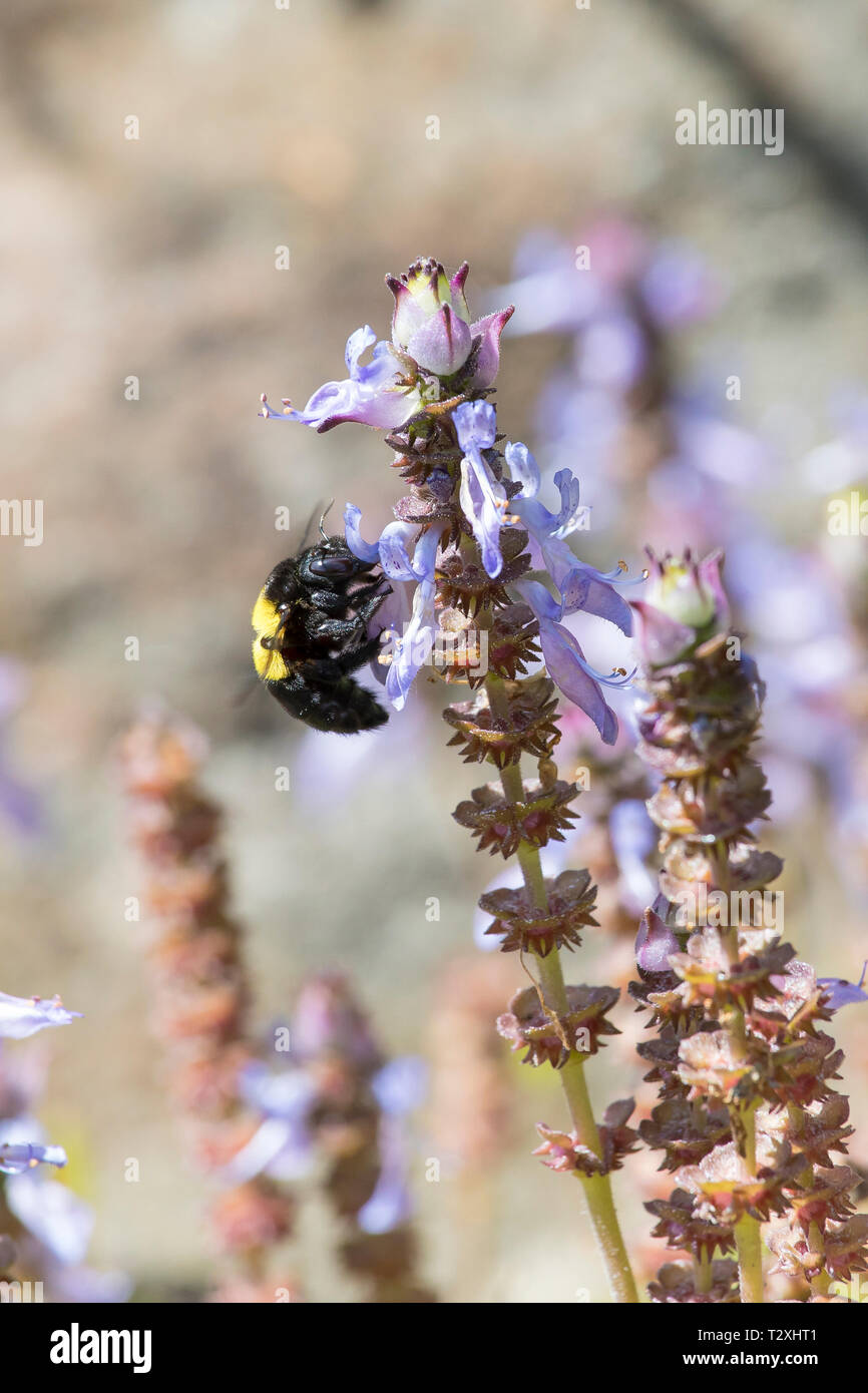 Falegname femmina bee (Xylocopa caffra) foraggio per il nettare di fiori blu di puzzolente Spurflower (Plectranthus neochilus) Western Cape, Sud Africa, s Foto Stock