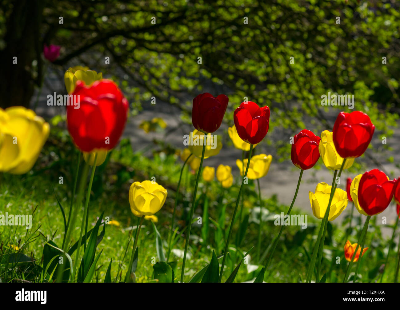 Giallo e rosso tulipani su un prato in diverse nitidezza, il verde delle foglie di un albero in background Foto Stock