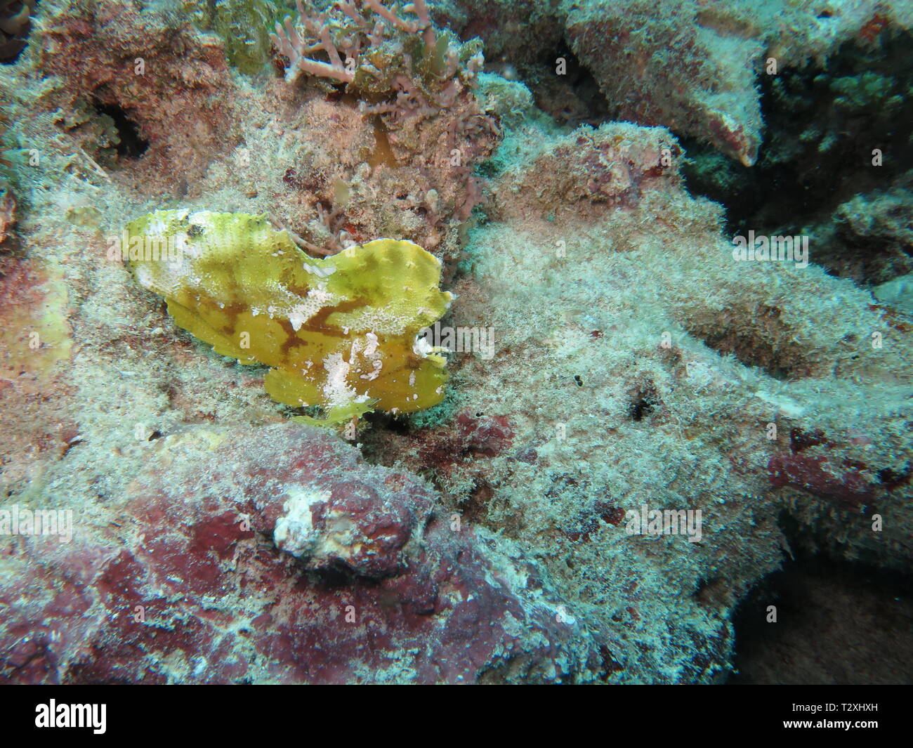 Yellow leaf scorfani, pesci di carta, pesci balestra, o piatto Scorfani (Taenianotus triacanthus) al Mnemba Atollo, Zanzibar Foto Stock