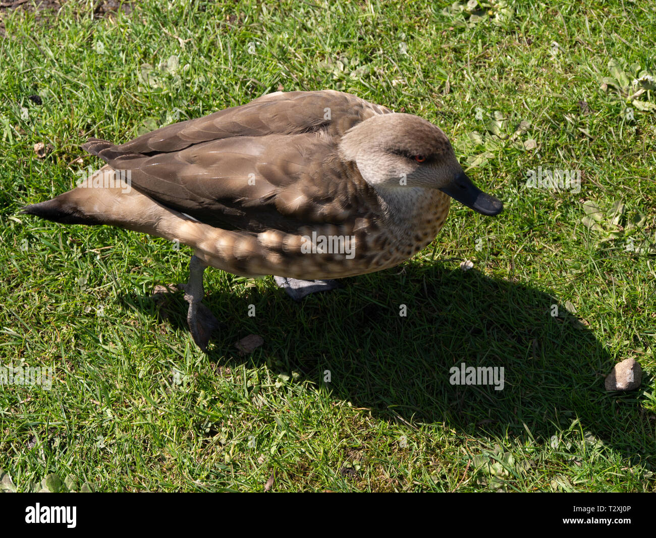 Nasello di Patagonia crested duck (Lophonetta specularioides specularioides) Foto Stock