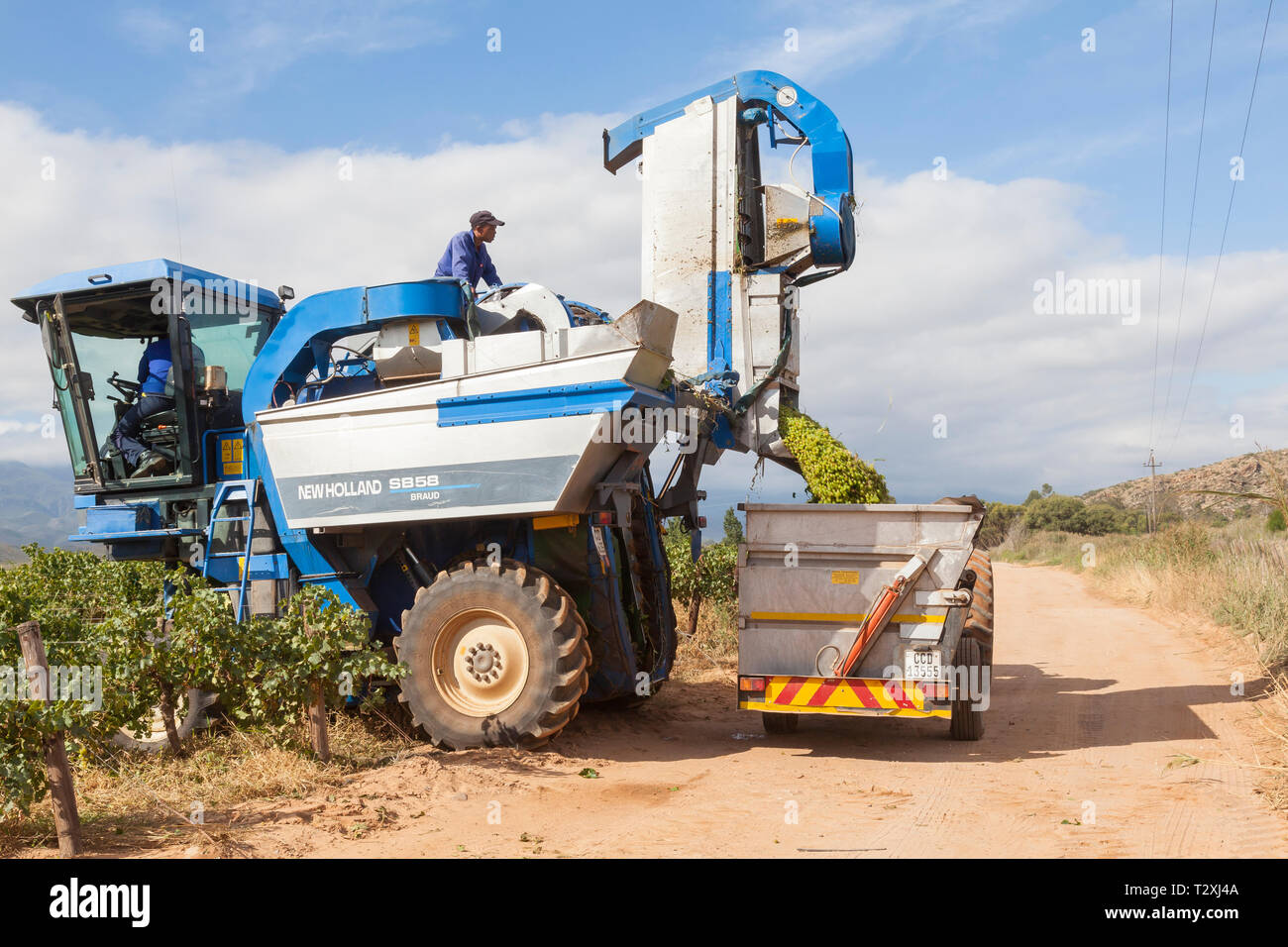 La raccolta meccanica Hanepoot uve in vigna con New Holland Braud SB58 Vendemmiatrice, Robertson Wine Valley, Western Cape Winelands, Sud Af Foto Stock
